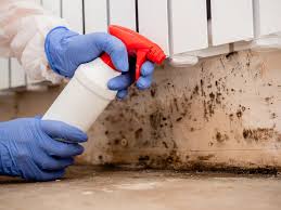 Best Black Mold Removal  in Zumbrota, MN